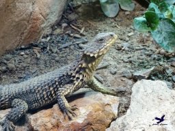 Haus des Meeres 13.03.2026